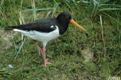 Haematopus ostralegus