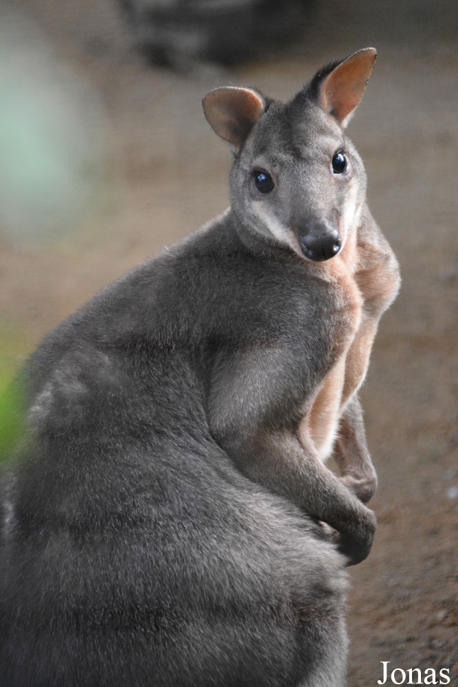 Zoologischer Garten Magdeburg