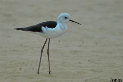 Himantopus himantopus