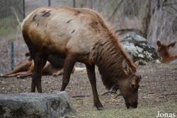 Cervus canadensis roosevelti
