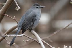 Dumetella carolinensis