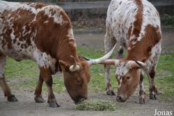 Queens Zoo