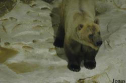 Ursus maritimus x arctos