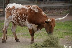Queens Zoo