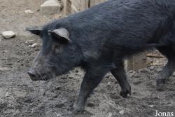 Cochon Mulefoot