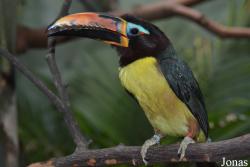 Prospect Park Zoo