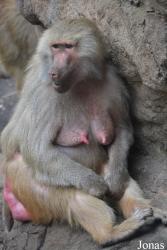 Prospect Park Zoo