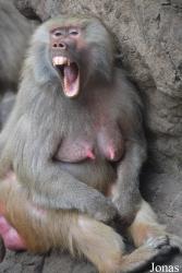 Prospect Park Zoo