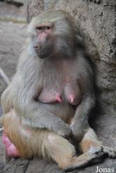 Prospect Park Zoo