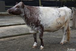 Prospect Park Zoo
