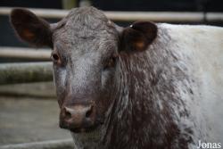 Vache Milking Shorthorn