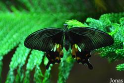 Papilio polytes