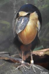 Staten Island Zoo