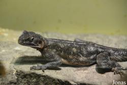 Staten Island Zoo