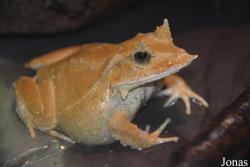 Ceratobatrachidae