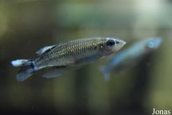 Bedotia madagascariensis