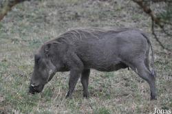 Phacochoerus africanus massaicus