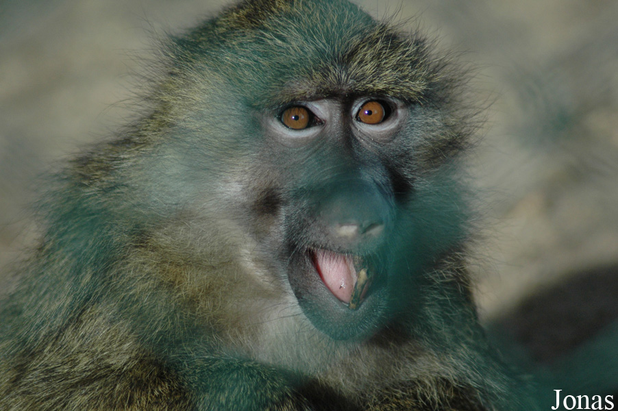 Tierpark Bad Pyrmont