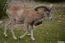 Ovis gmelini