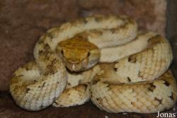 Trimeresurus puniceus