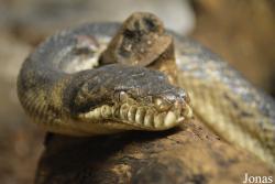 Morelia amethistina kinghorni