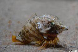 Rhamphocottidae