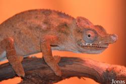 Furcifer minor