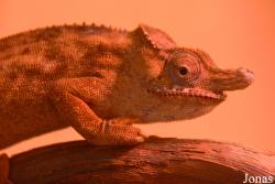 Leningradsky Zoo