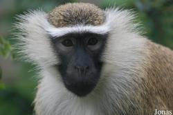 Chlorocebus tantalus