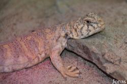 Uromastyx ornata