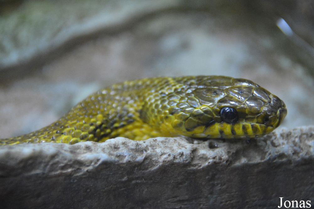 Leningradsky Zoo