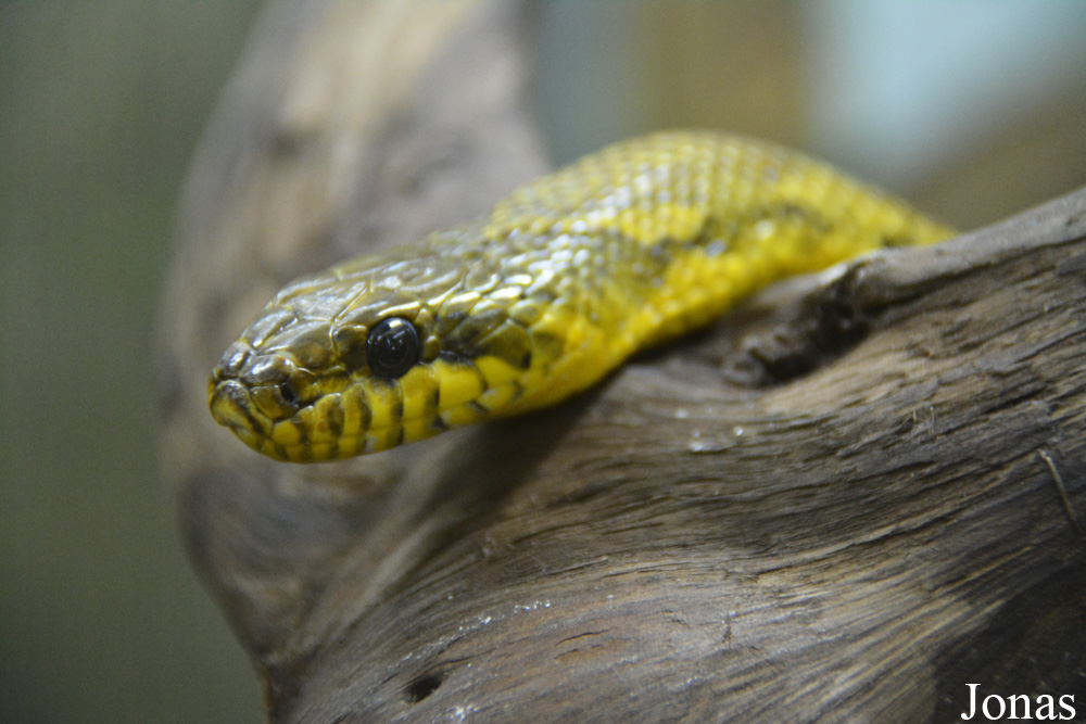 Leningradsky Zoo