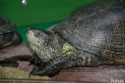 Leningradsky Zoo