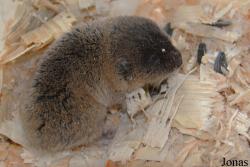 Ellobius talpinus
