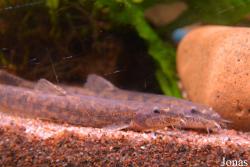 Nemacheilinae