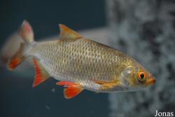 Scardinius erythrophthalmus