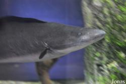 Sankt-Peterburg Oceanarium