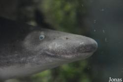 Gymnarchidae