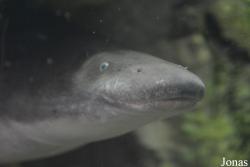 Sankt-Peterburg Oceanarium