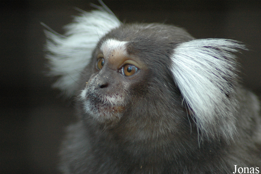 Tierpark Bad Pyrmont