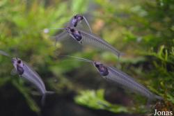 Sankt-Peterburg Oceanarium