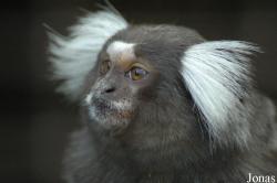 Tierpark Bad Pyrmont