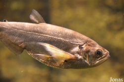 Cynodontidae