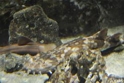 Orectolobus hutchinsi