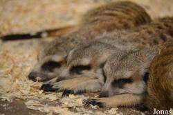 Sankt-Peterburg EKzoopark RIO