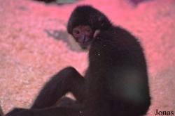 Sankt-Peterburg EKzoopark RIO