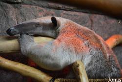 Sankt-Peterburg EKzoopark RIO