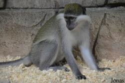 Sankt-Peterburg EKzoopark RIO