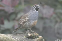 Odontophoridae