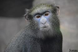 Cercopithecus nictitans